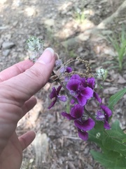 Streptanthus squamiformis