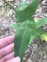 Streptanthus squamiformis