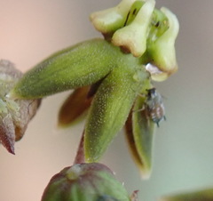 Asclepiadinae
