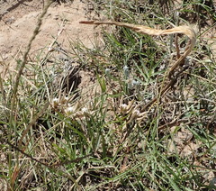 Asclepias navicularis
