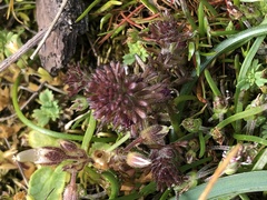 Orthocarpus bracteosus