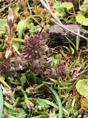 Orthocarpus bracteosus