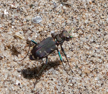 Appalachian Tiger Beetle from Unicoi County, TN, USA on April 24, 2022 ...