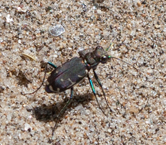 Cicindela ancocisconensis