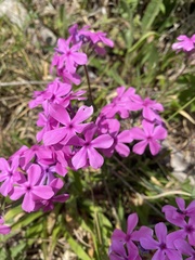 Phlox amoena