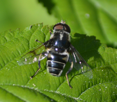Eristalis saxorum