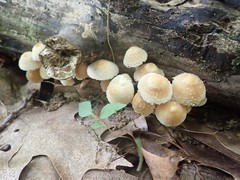 Psathyrella incerta
