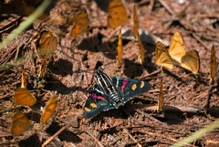 Mimoniades versicolor