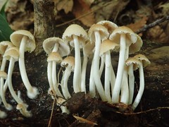 Psathyrella incerta