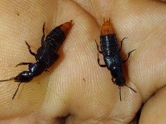 Xenopygus analis