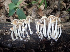 Psathyrella incerta
