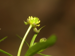 Ranunculus allegheniensis