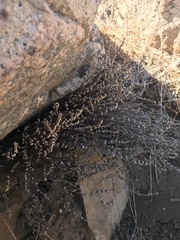 Cheilanthes hypoleuca