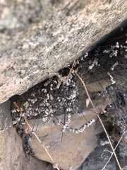 Cheilanthes hypoleuca