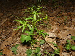 Ranunculus allegheniensis