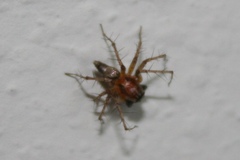 Oxyopes scalaris