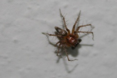 Oxyopes scalaris