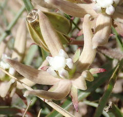 Asclepias navicularis