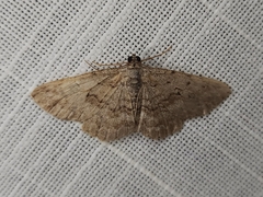 Psilosticha absorpta