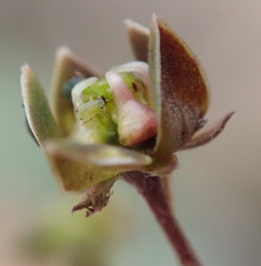 Asclepiadinae