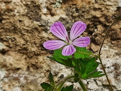 Geranium albanum