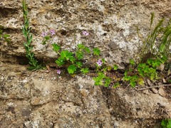 Geranium albanum
