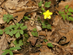 Ranunculus hispidus hispidus