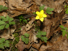 Ranunculus hispidus hispidus