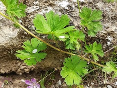 Geranium albanum