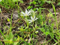 Ornithogalum sintenisii
