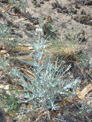 Dimorphocarpa wislizeni