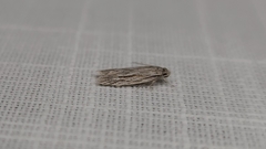 Leistarcha