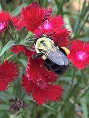 Bombus impatiens