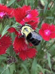 Bombus impatiens