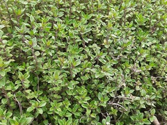 Ziziphora clinopodioides