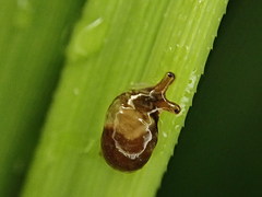 Cystopelta bicolor