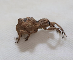 Leptopius tetraphysodes