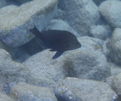 Hypoplectrus nigricans