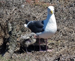 Larus occidentalis