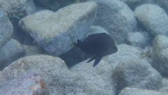 Hypoplectrus nigricans