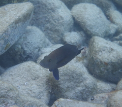 Hypoplectrus nigricans