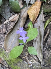 Pseuderanthemum verapazense