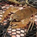 Appalachian Brook Crayfish - Photo (c) Ty Smith, some rights reserved (CC BY-NC), uploaded by Ty Smith