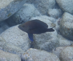 Hypoplectrus nigricans