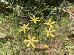 Triteleia ixioides scabra