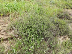 Ziziphora clinopodioides