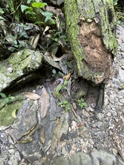 Pseuderanthemum verapazense