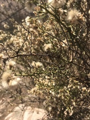 Baccharis paniculata