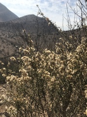 Baccharis paniculata