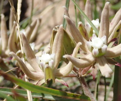Asclepias navicularis